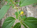 Jute plant