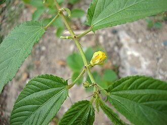 Jute plant